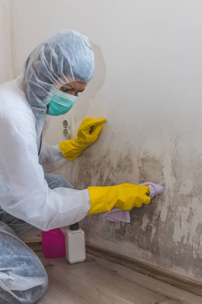 Best Post-Construction Mold Inspection  in Hagerman, ID